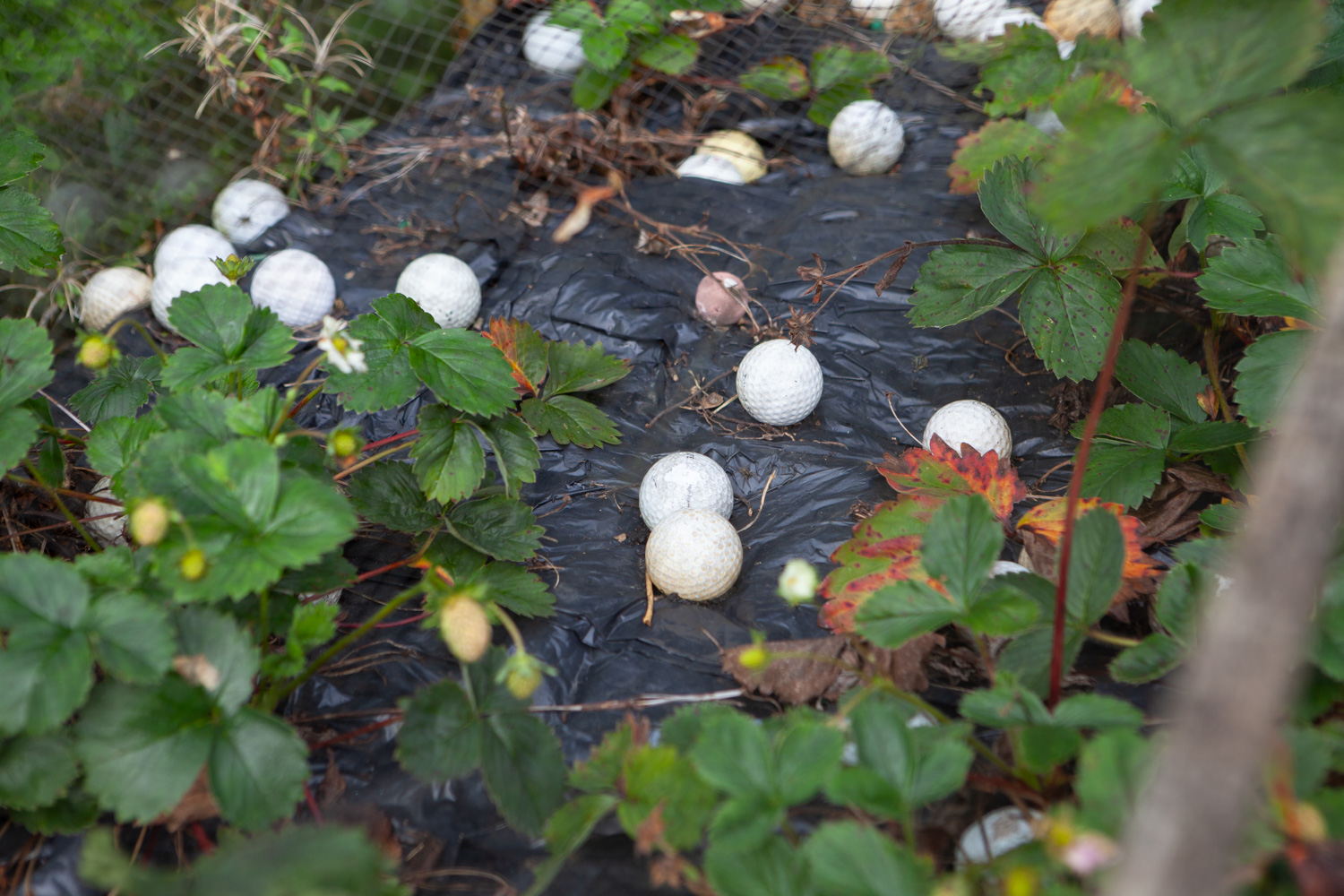 Photograph of strawberry plants growing in a vegetable patch, with an area of ground in the centre covered with black plastic, with a number of worn old white golfballs strewn across.