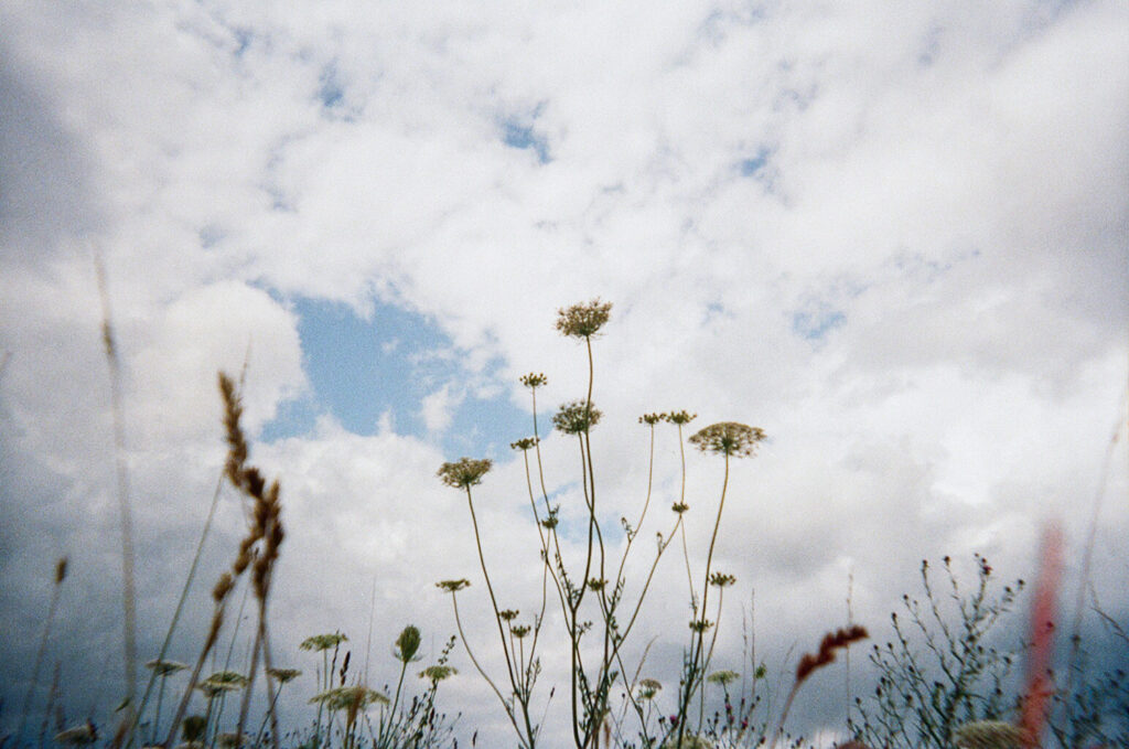 Photograph of wildflowers with blue and cloudy sky behind.